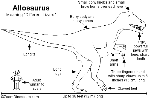 Labeled Allosaurus Diagram